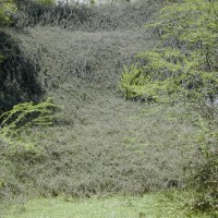 Cotoneaster